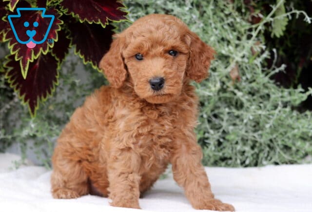 Buck Mini Goldendoodle2 image