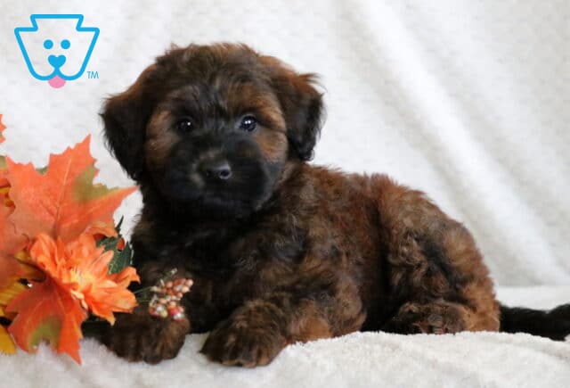 Fluffy Mini Whoodle puppy with a dark face and reddish-brown coat lying on a soft blanket beside bright orange autumn leaves and flowers. image