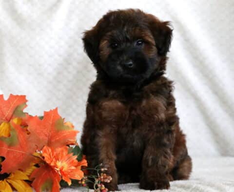 Mini Whoodle puppy with a dark face and wavy reddish-brown coat sitting on a soft blanket beside bright fall leaves and a sunflower.