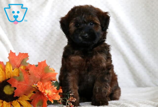 Mini Whoodle puppy with a dark face and wavy reddish-brown coat sitting on a soft blanket beside bright fall leaves and a sunflower. image
