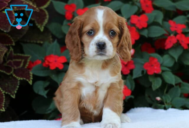 Buddy Cocker Spaniel image