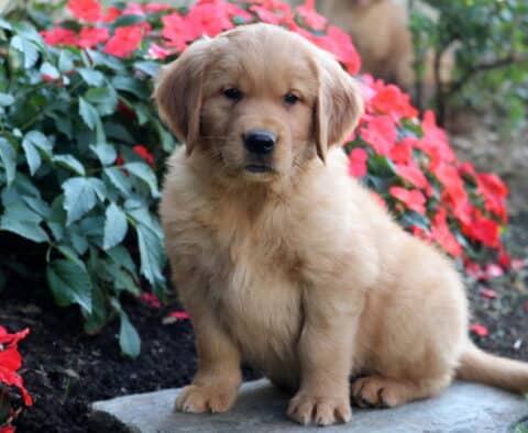 Golden Retriever puppy sitting upright on a stone slab, fluffy coat glowing in the light, with bright red flowers in the background.