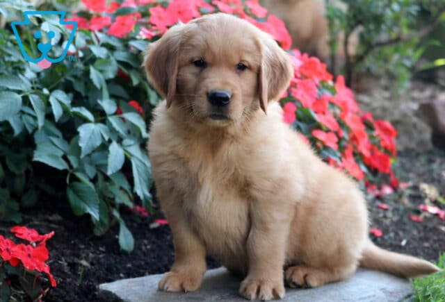 Burly Golden Retriever image