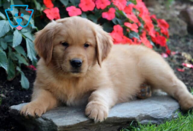 Burly Golden Retriever2 image