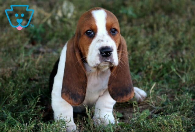 Cute Basset Hound puppy with droopy ears and a white blaze on its face sitting in green grass. image