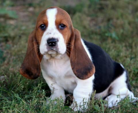 Sweet Basset Hound puppy with long ears and a tri-color coat sitting in the grass.