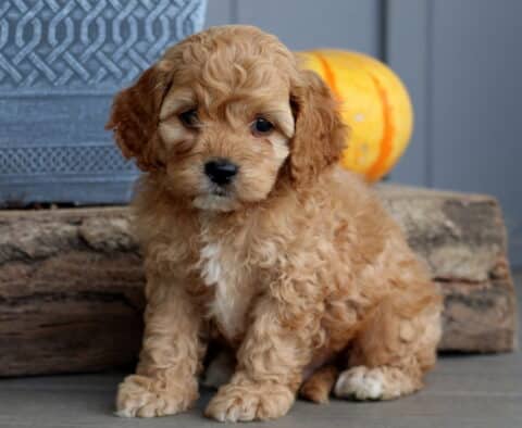Buster Cockapoo
