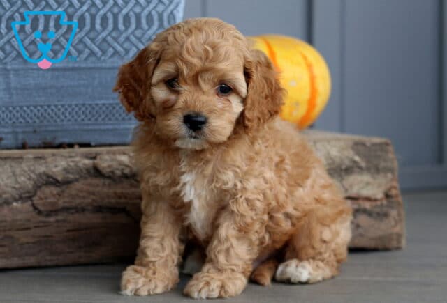 Adorable apricot Cockapoo puppy with curly fur sitting by a rustic log and pumpkin, looking sweetly at the camera. image