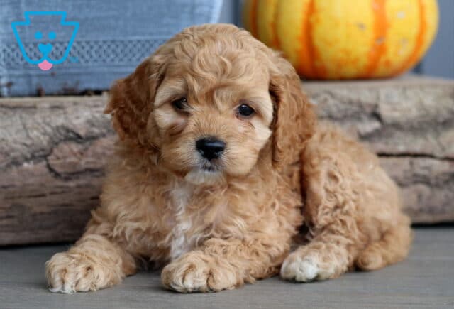 Curly apricot Cockapoo puppy lying down on the floor in front of a rustic log and pumpkin, showing a calm and gentle expression. image