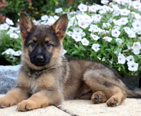 German Shepherd puppy with a sable coat lays relaxed on a stone patio, looking directly at the camera, with white flowers blooming in the background.