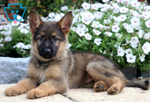 German Shepherd puppy with a sable coat lays relaxed on a stone patio, looking directly at the camera, with white flowers blooming in the background. image