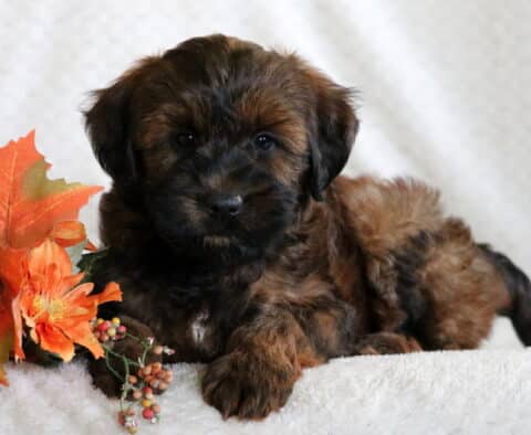 Fluffy Mini Whoodle puppy with a soft reddish-brown coat and dark face lying on a blanket beside orange fall leaves and flowers.