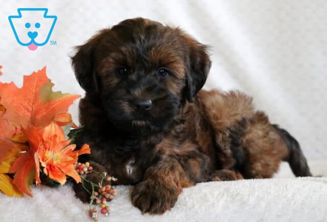 Fluffy Mini Whoodle puppy with a soft reddish-brown coat and dark face lying on a blanket beside orange fall leaves and flowers. image