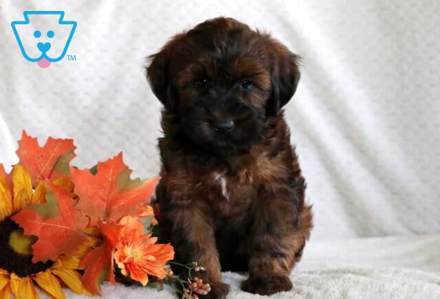 Fluffy Mini Whoodle puppy with a dark face and reddish-brown coat sitting on a blanket next to fall leaves and a bright sunflower. image