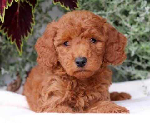 Buttercup Mini Goldendoodle