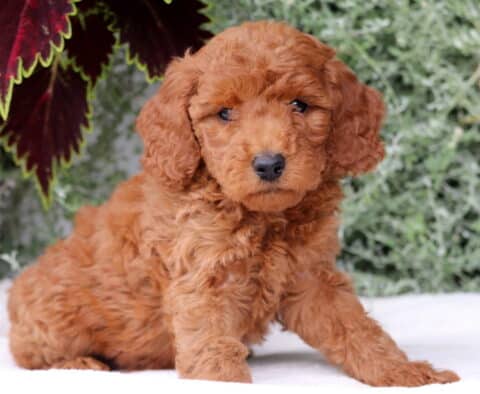 Charming Mini Goldendoodle puppy with a soft curly red coat sitting on a white blanket, looking ahead with a gentle expression, leafy green plants and deep red foliage in the background.