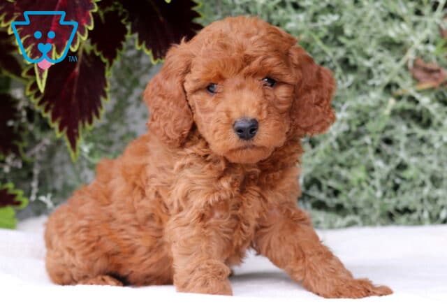 Buttercup Mini Goldendoodle2 image