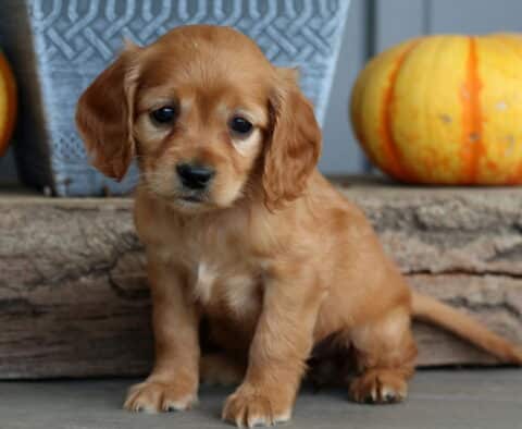 Buttons Cockapoo