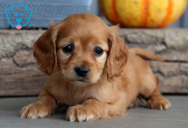 Golden Cockapoo puppy lying on the floor with silky ears and big dark eyes, resting in front of rustic wood and a pumpkin. image