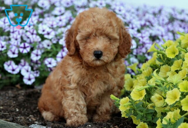 Fluffy apricot Mini Poodle puppy with a soft curly coat sitting among bright yellow and purple flowers in a garden bed. image