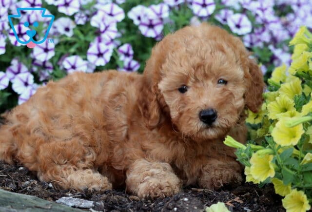 Apricot Mini Poodle puppy with a soft curly coat lying down beside yellow flowers and purple petunias in a garden bed. image
