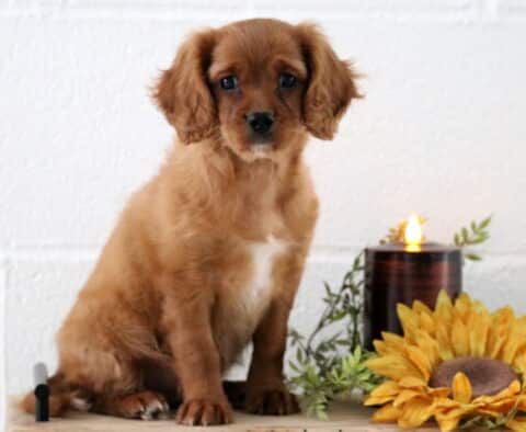 Light brown Cavapoo puppy with floppy ears and a white chest patch sitting indoors on a wooden surface, next to a glowing candle and a bright yellow sunflower decoration.
