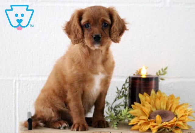 Light brown Cavapoo puppy with floppy ears and a white chest patch sitting indoors on a wooden surface, next to a glowing candle and a bright yellow sunflower decoration. image