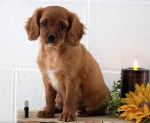 Light golden Cavapoo puppy with a white chest patch sitting indoors on a wooden surface, next to a sunflower decoration and a glowing candle against a white wall background.