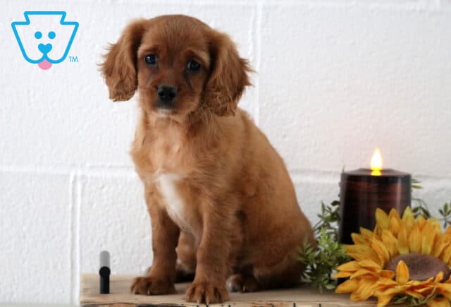 Light golden Cavapoo puppy with a white chest patch sitting indoors on a wooden surface, next to a sunflower decoration and a glowing candle against a white wall background. image