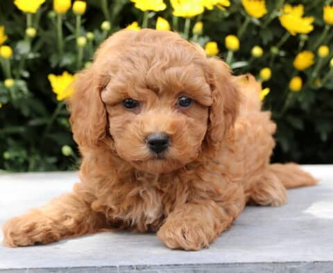 Adorable Yorkiepoo puppy with a soft apricot coat lying down on stone in front of bright yellow flowers.