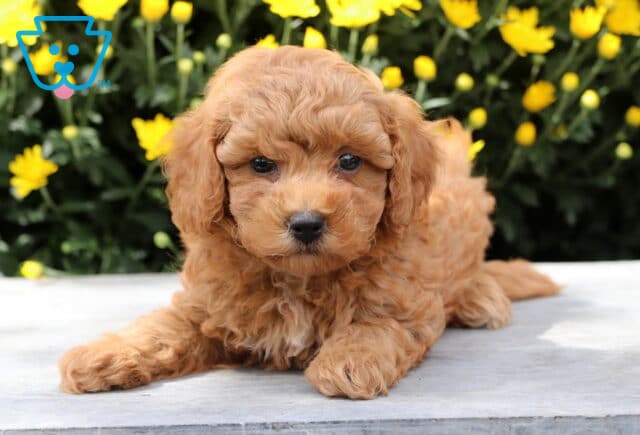 Adorable Yorkiepoo puppy with a soft apricot coat lying down on stone in front of bright yellow flowers. image