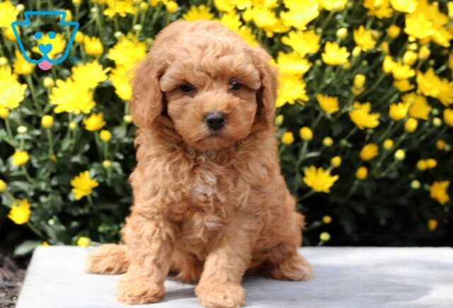 Sweet Yorkiepoo puppy with a fluffy apricot coat sitting on stone in front of a garden of yellow flowers. image