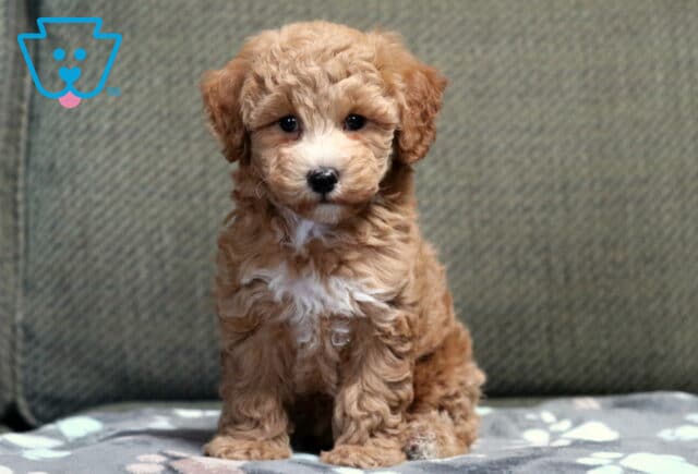 Carey Bichpoo image