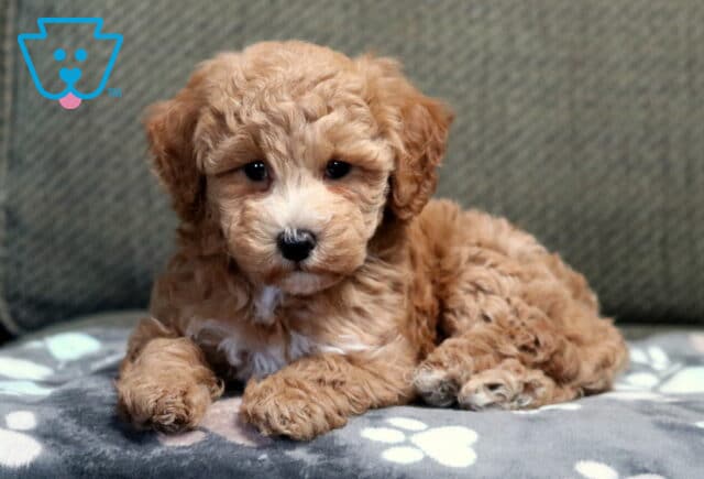 Carey Bichpoo2 image