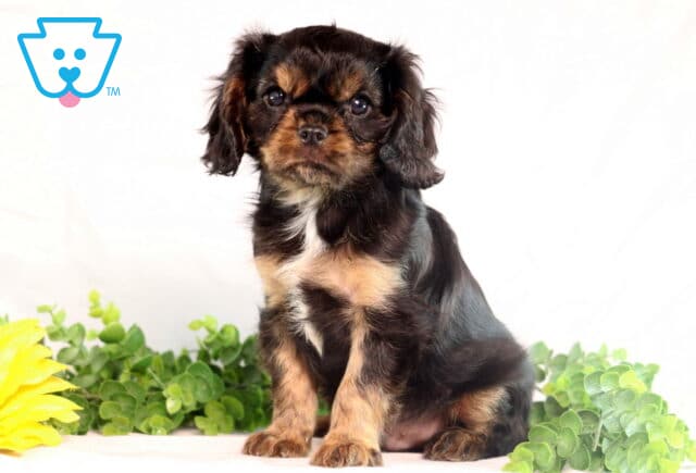 Adorable black and tan Cavalier King Charles Spaniel puppy with a small white patch on its chest sitting upright, surrounded by green leaves and a yellow sunflower. image