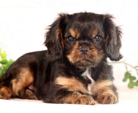 Precious black and tan Cavalier King Charles Spaniel puppy lying down with a small white patch on its chest, looking calm and relaxed next to greenery and a sunflower.