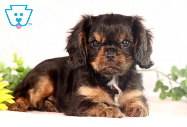 Precious black and tan Cavalier King Charles Spaniel puppy lying down with a small white patch on its chest, looking calm and relaxed next to greenery and a sunflower. image