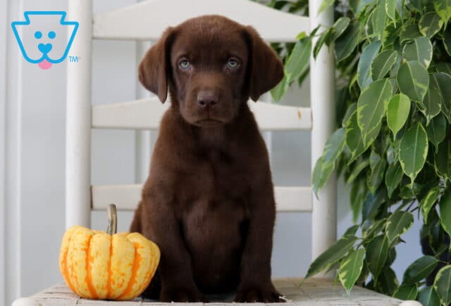 Champ Lab image
