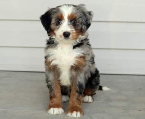 Adorable Mini Bernedoodle puppy with a fluffy merle coat, tan markings, and white chest sitting on a porch.