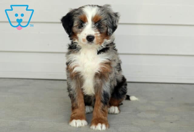 Adorable Mini Bernedoodle puppy with a fluffy merle coat, tan markings, and white chest sitting on a porch. image