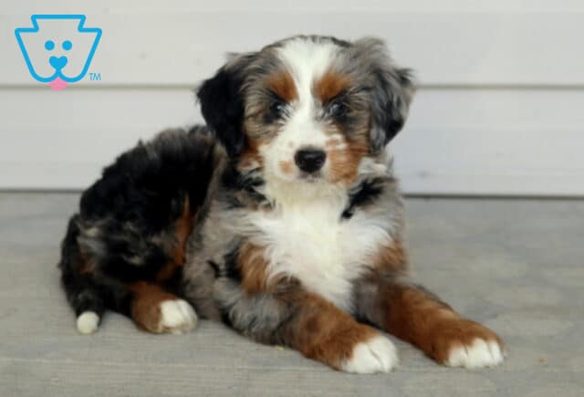 Fluffy Mini Bernedoodle puppy with a merle coat, white chest, and tan legs lying down calmly on a porch. image