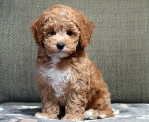 Chanel Bichpoo