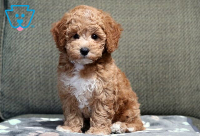 Chanel Bichpoo image