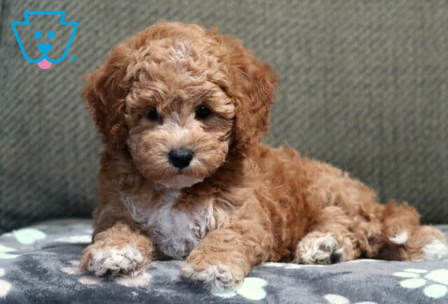Chanel Bichpoo2 image