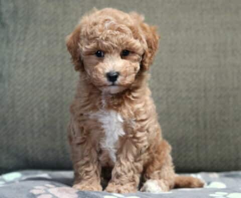 Charlie Bichpoo