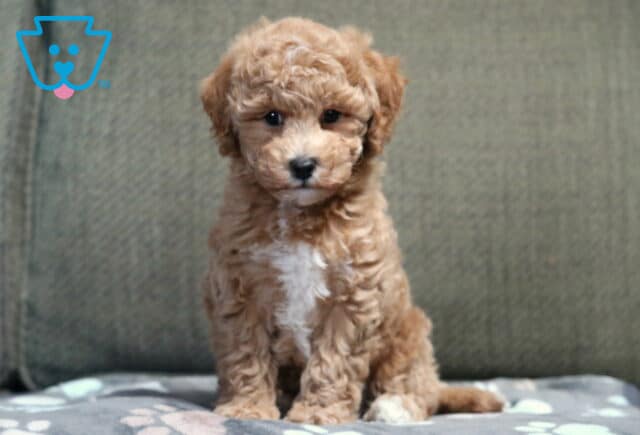 Charlie Bichpoo image