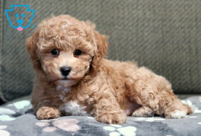Charlie Bichpoo2 image