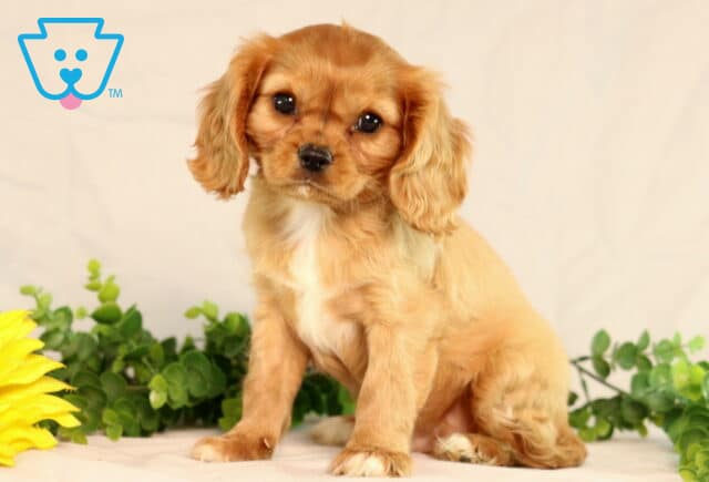 Golden Cavalier King Charles Spaniel puppy with wavy ears sitting upright on a light surface, tilting its head slightly with a curious expression, greenery and even a bright yellow sunflower beside it. image
