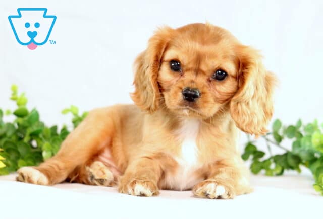 Light ruby Cavalier King Charles Spaniel puppy with soft curly ears lying down on a light surface, staring sweetly at the camera with greenery and a sunflower in the background. image