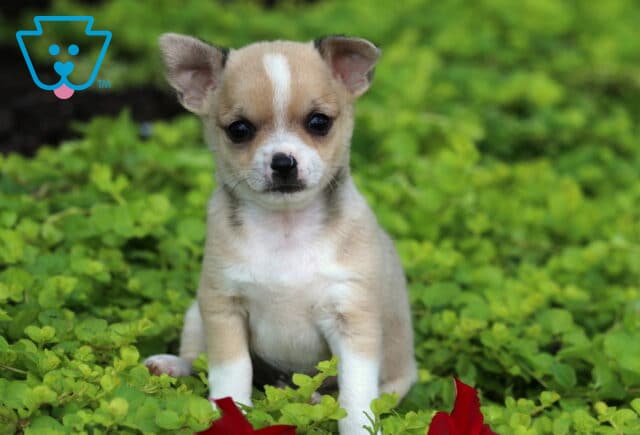 Charlie Chihuahua image